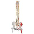 3B Scientific Deluxe Flex. Spine with femur - w/ 3B Smart Anatomy 1000127